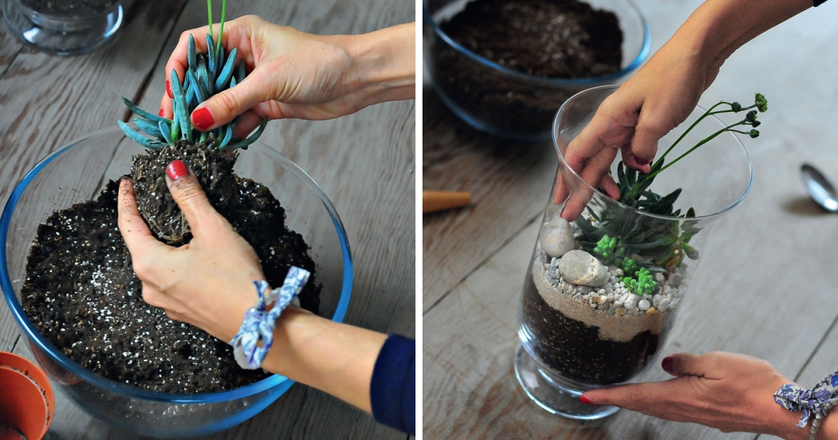 Comment faire un terrarium ouvert