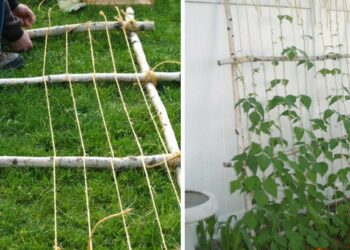 Comment faire un treillis pour plantes grimpantes ?