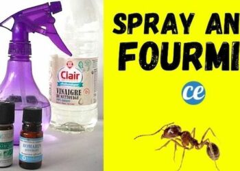 Comment faire un vaporisateur avec des huiles essentielles ?