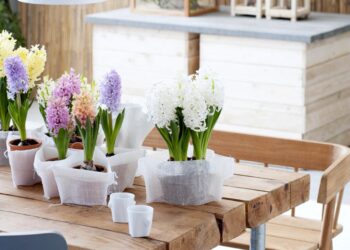 Comment faire une composition de jacinthe pour Noël ?