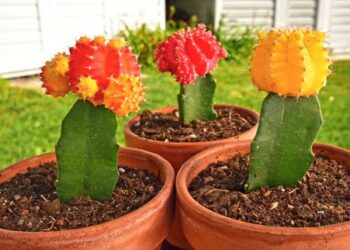 Comment faire une greffe de cactus ?