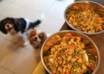 Comment faire une ration ménagère pour chien ?