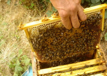 Comment faire une ruche naturelle ?