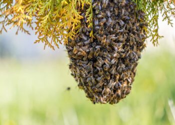 Comment faire une ruche sauvage ?