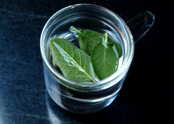 Comment faire une tisane de feuilles d'eucalyptus ?