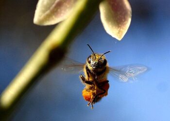 Comment faire venir des abeilles dans une ruche ?