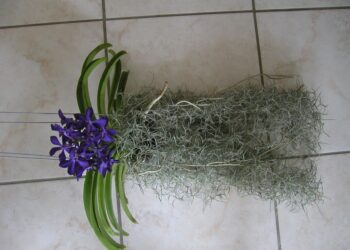 Comment faire vivre une orchidée sans terre ?