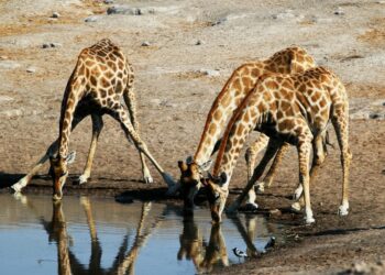 Comment fait la girafe pour boire ?