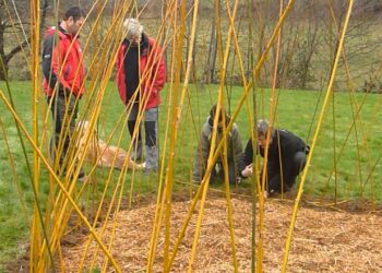 Comment foncer de l'osier ?