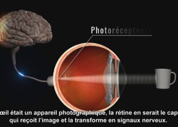 Comment fonctionne Shiva ?