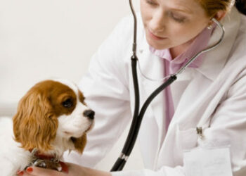 Comment fonctionne une mutuelle pour animaux ?