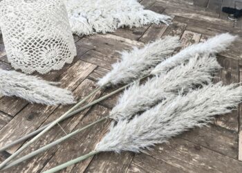 Comment garder des plumes de Pampa ?