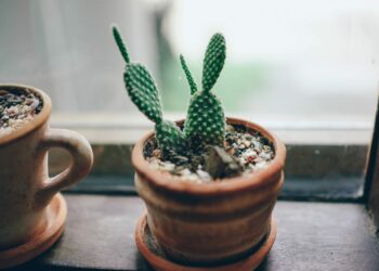 Comment garder en vie un cactus ?