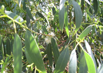 Comment garder feuilles eucalyptus ?