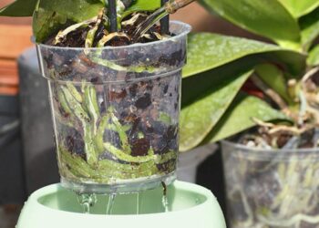 Comment garder humidite dans un pot ?