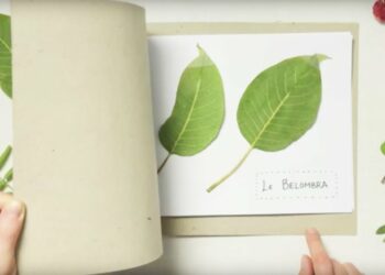 Comment garder la couleur des feuilles séchées ?