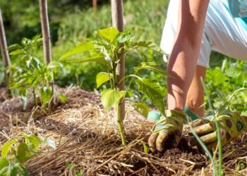 Comment garder un noyer petit ?