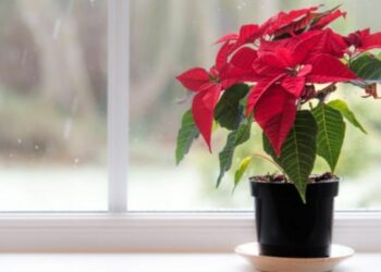 Comment garder un poinsettia après Noël ?