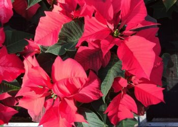 Comment garder un poinsettia ?