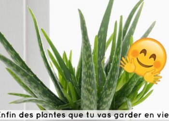 Comment garder une plante vivante ?