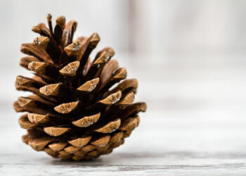 Comment garder une pomme de pin ouverte ?