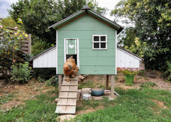 Comment garnir un poulailler ?