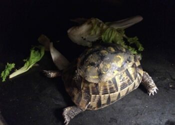 Comment grandit la carapace d'une tortue ?