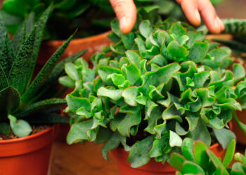 Comment hiverner plante ?