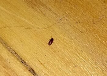 Comment identifier un insecte avec une photo ?