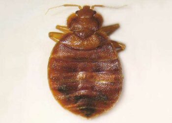 Comment identifier un insecte de maison ?