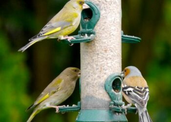 Comment identifier un oiseau avec une photo ?