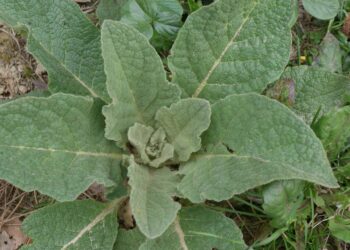 Comment identifier une plante avec une photo ?