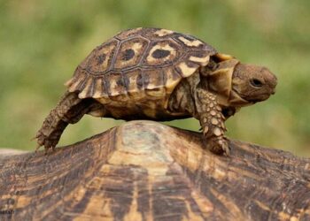 Comment la tortue grandit ?