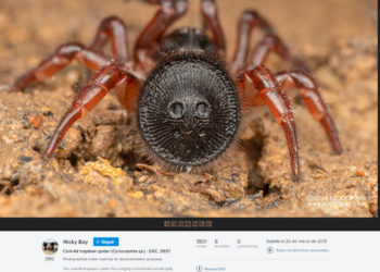 Comment l'araignée meurt ?