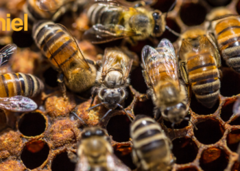 Comment les girafe se reproduisent ?