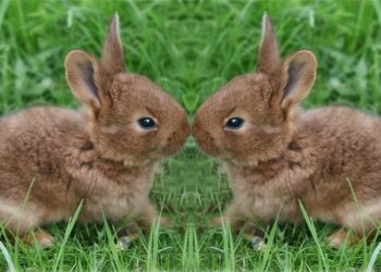 Comment les lapins font des bisous ?