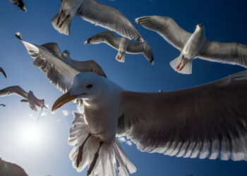 Comment les mouettes dorment ?
