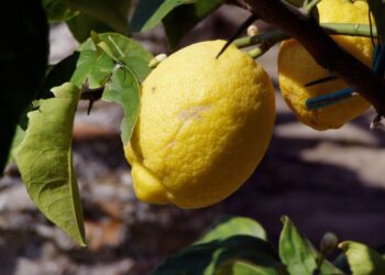 Comment manger citron Meyer ?