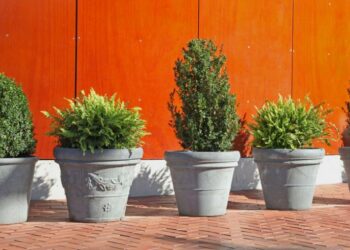 Comment mesurer diamètre pot de fleur ?