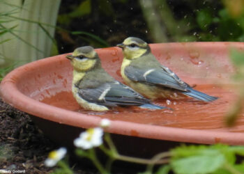 Comment mettre de l'eau pour les oiseaux ?
