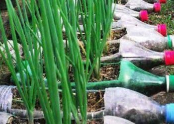 Comment mettre en valeur des bouteilles ?