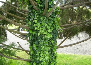 Comment mettre en valeur un tronc d'arbre ?