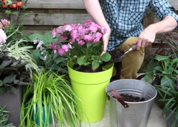 Comment mettre une plante dans un Cache-pot ?