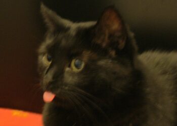 Comment meurt un chat de vieillesse ?