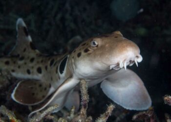 Comment naissent les bébés requins ?