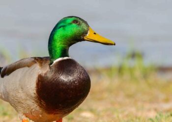 Comment ne pas être un canard en couple ?