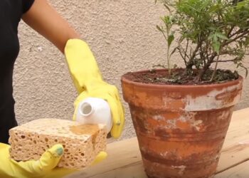 Comment nettoyer un récipient en terre cuite ?