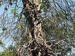 Comment nourrir le bois d'acacia ?