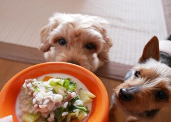 Comment nourrir un chien en fin de vie ?