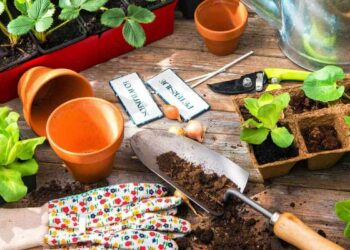 Comment obtenir des plantes gratuitement ?